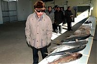 TopRq.com search results: Kim Jong-il inspection and audit