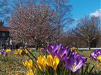 People & Humanity: Easter Tree by Volker Kraft