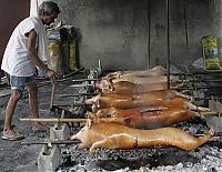 TopRq.com search results: Parada ng Lechon, Parade of Roast Pigs