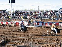 People & Humanity: Ostrich festival, Chandler, Arizona