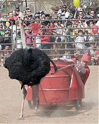 People & Humanity: Ostrich festival, Chandler, Arizona