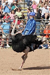 People & Humanity: Ostrich festival, Chandler, Arizona