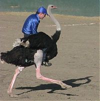 People & Humanity: Ostrich festival, Chandler, Arizona