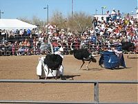 TopRq.com search results: Ostrich festival, Chandler, Arizona