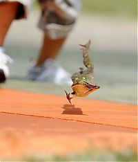 People & Humanity: Frog Jump Festival 2010, Ohio, United States