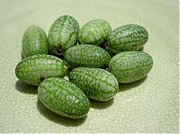 TopRq.com search results: tiny watermelon