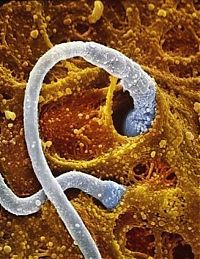 People & Humanity: human embryogenesis, fertilization and fetus development