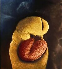 People & Humanity: human embryogenesis, fertilization and fetus development