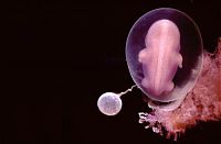 People & Humanity: human embryogenesis, fertilization and fetus development