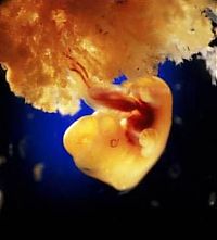 People & Humanity: human embryogenesis, fertilization and fetus development