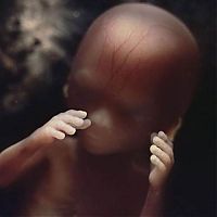 TopRq.com search results: human embryogenesis, fertilization and fetus development