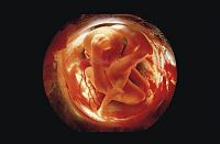 People & Humanity: human embryogenesis, fertilization and fetus development