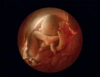 People & Humanity: human embryogenesis, fertilization and fetus development