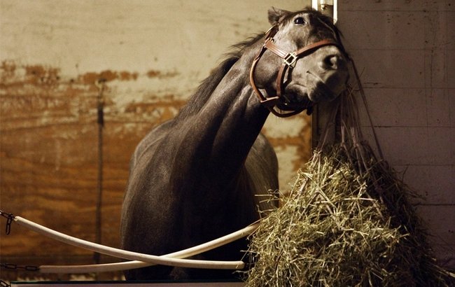 Kentucky derby 2009