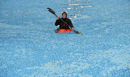 Duck race, London, United Kingdom