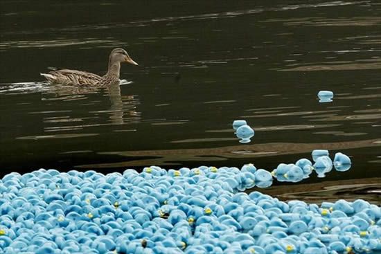 Duck race, London, United Kingdom