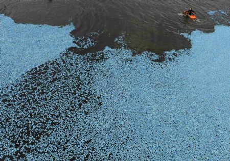 Duck race, London, United Kingdom