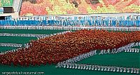 Sport and Fitness: Mass games 2009, North Korea