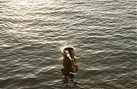 TopRq.com search results: divers all around the world