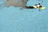 Sport and Fitness: Duck race, London, United Kingdom