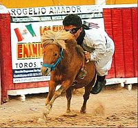 TopRq.com search results: Enanitos Toreros De Torreon Las Vegas