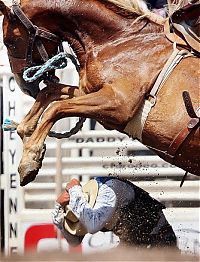 Sport and Fitness: most dangerous moments of rodeo