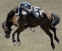 Sport and Fitness: most dangerous moments of rodeo