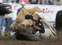 Sport and Fitness: most dangerous moments of rodeo