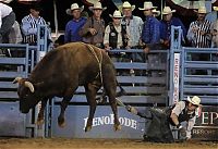 Sport and Fitness: most dangerous moments of rodeo