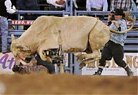 Sport and Fitness: most dangerous moments of rodeo