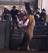 Sport and Fitness: most dangerous moments of rodeo