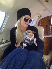 TopRq.com search results: Paris Whitney Hilton