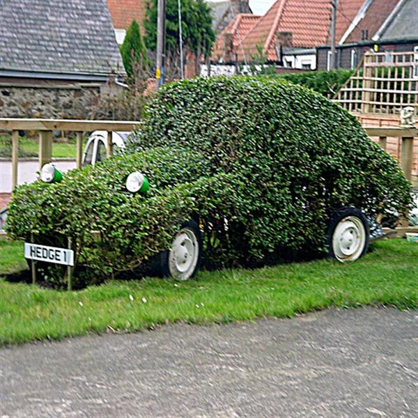 My Hedge 1