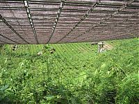 Earth & Universe: Arecibo Observatory radio telescope, National Astronomy and Ionosphere Center, Arecibo, Puerto Rico