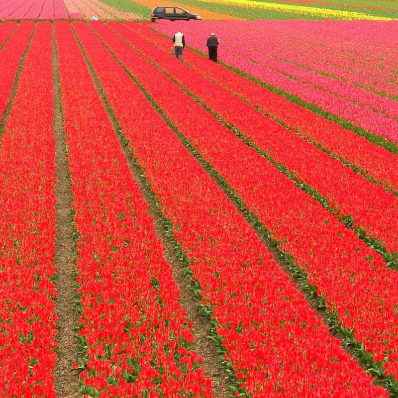 Tulip fields, Keukenhof, The Netherlands