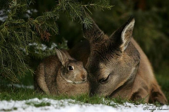 fawn and rabbit