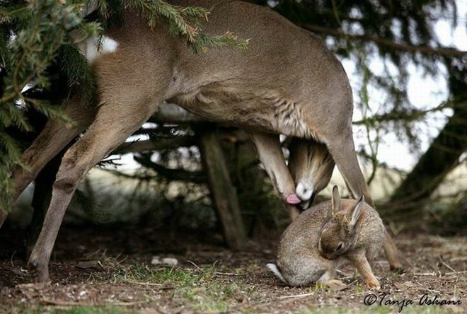 fawn and rabbit