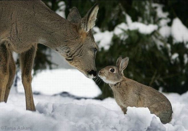 fawn and rabbit