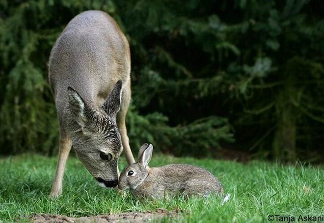 fawn and rabbit