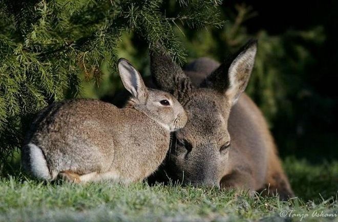 fawn and rabbit