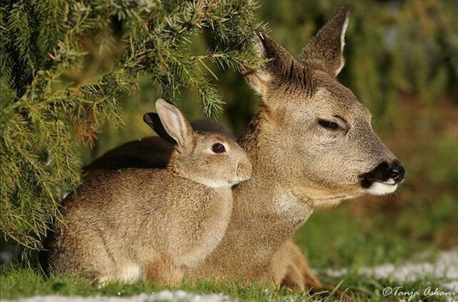 fawn and rabbit
