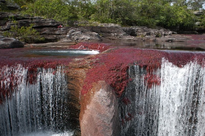 Caño Cristales, The River of Five Colors, Serrania de la Macarena, Meta, Colombia