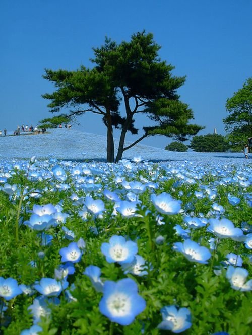 Hitachi Seaside Park, Hitachinaka, Ibaraki, Japan