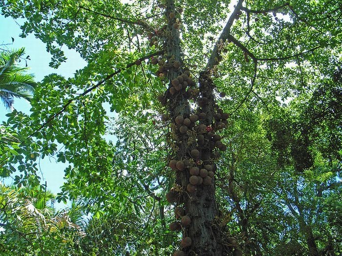 Couroupita Guianensis, Cannonball Tree