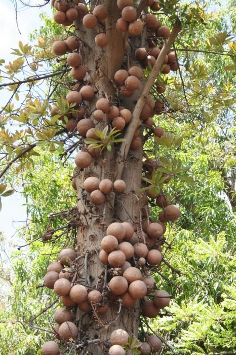 Couroupita Guianensis, Cannonball Tree