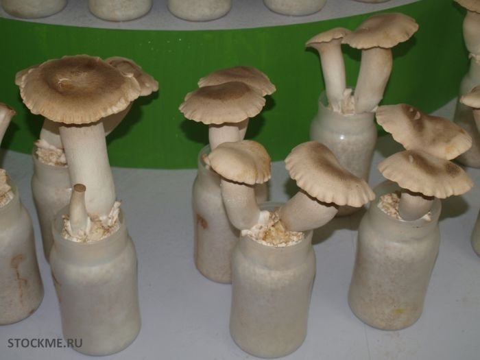 edible chinese mushrooms