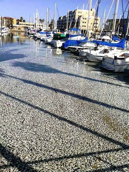 Millions of dead fish, King Harbor, Redondo Beach, California, United States