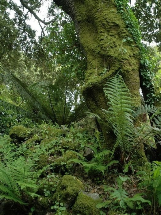 The Lost Gardens of Heligan, Mevagissey, United Kingdom