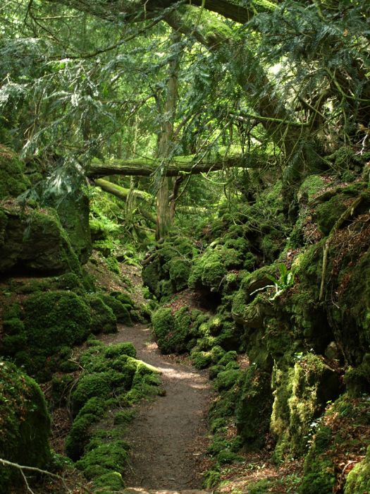Puzzlewood, Coleford in the Forest of Dean, Gloucestershire, England, United Kingdom