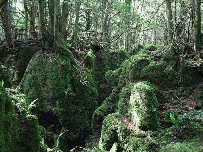 Puzzlewood, Coleford in the Forest of Dean, Gloucestershire, England, United Kingdom
